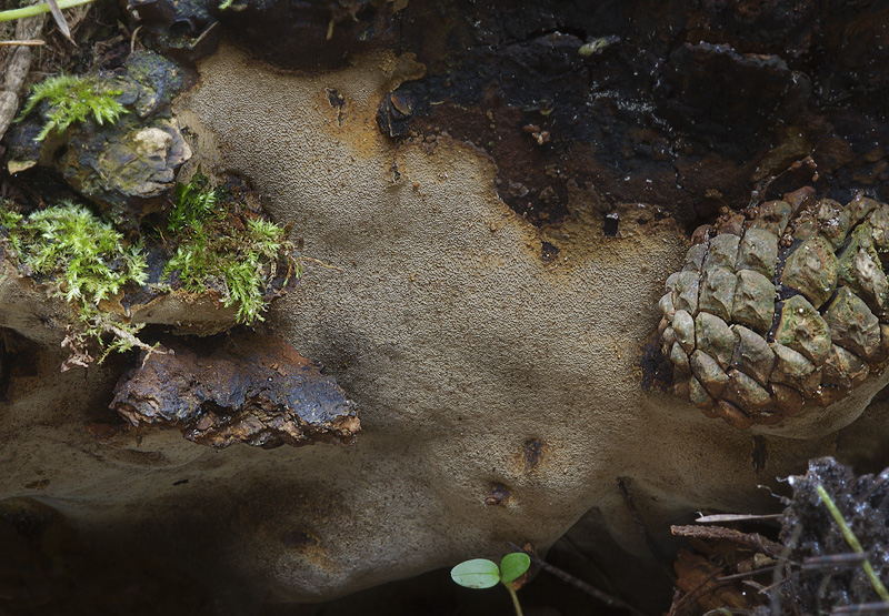 Phellinus cavicola